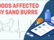 Dogs Affected By Sand Burrs