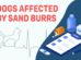 Dogs Affected By Sand Burrs