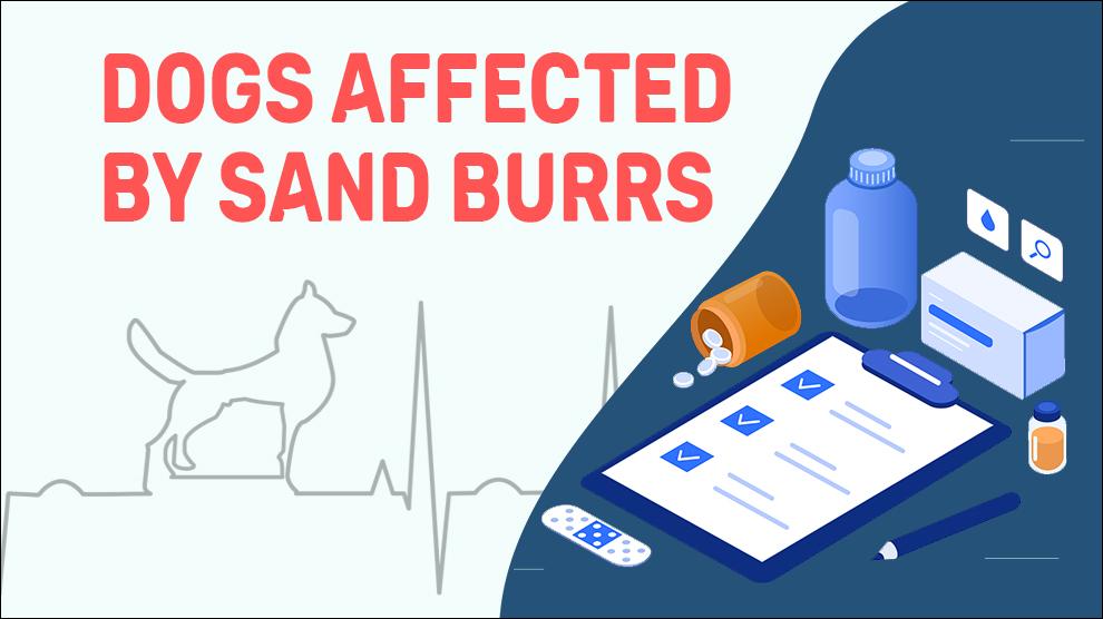 Dogs Affected By Sand Burrs