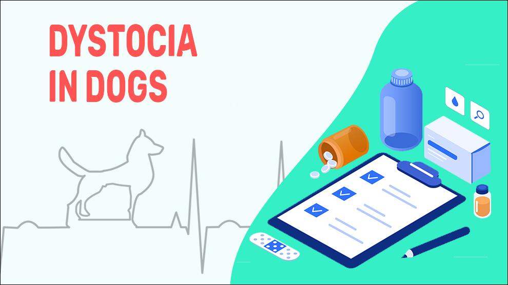 Dystocia In Dogs