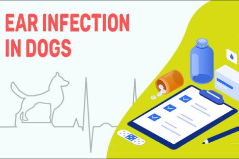 Ear Infection In Dogs