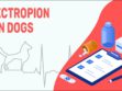 Ectropion In Dogs