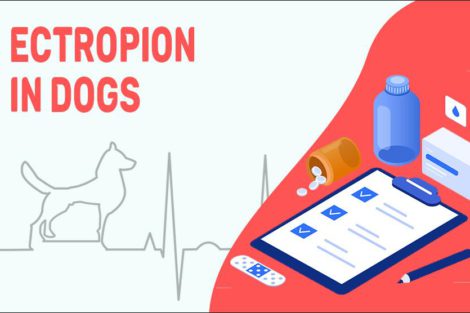 Ectropion In Dogs
