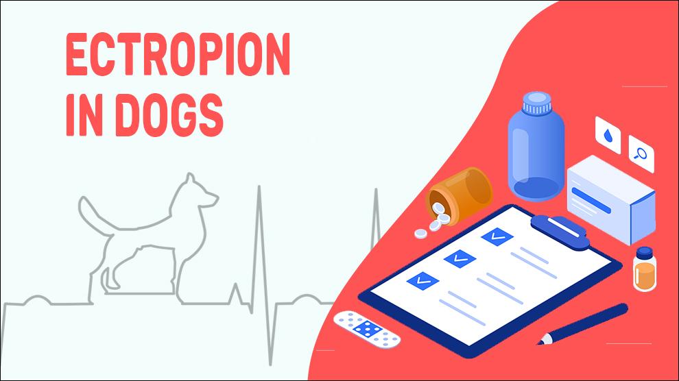 Ectropion In Dogs