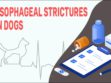 Esophageal Strictures In Dogs