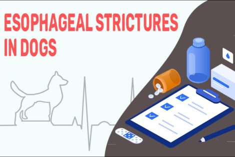 Esophageal Strictures In Dogs
