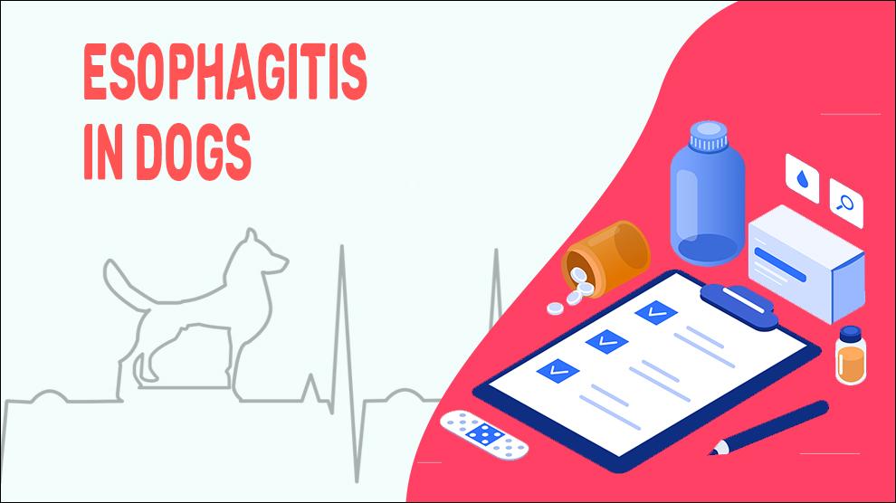 Esophagitis In Dogs