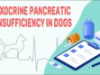 Exocrine Pancreatic Insufficiency In Dogs