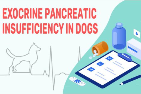 Exocrine Pancreatic Insufficiency In Dogs