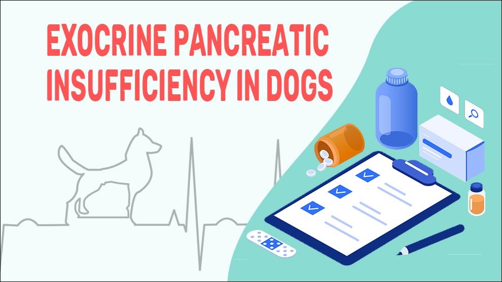 Exocrine Pancreatic Insufficiency In Dogs