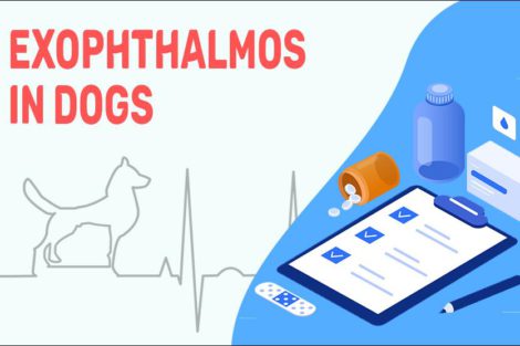 Exophthalmos In Dogs