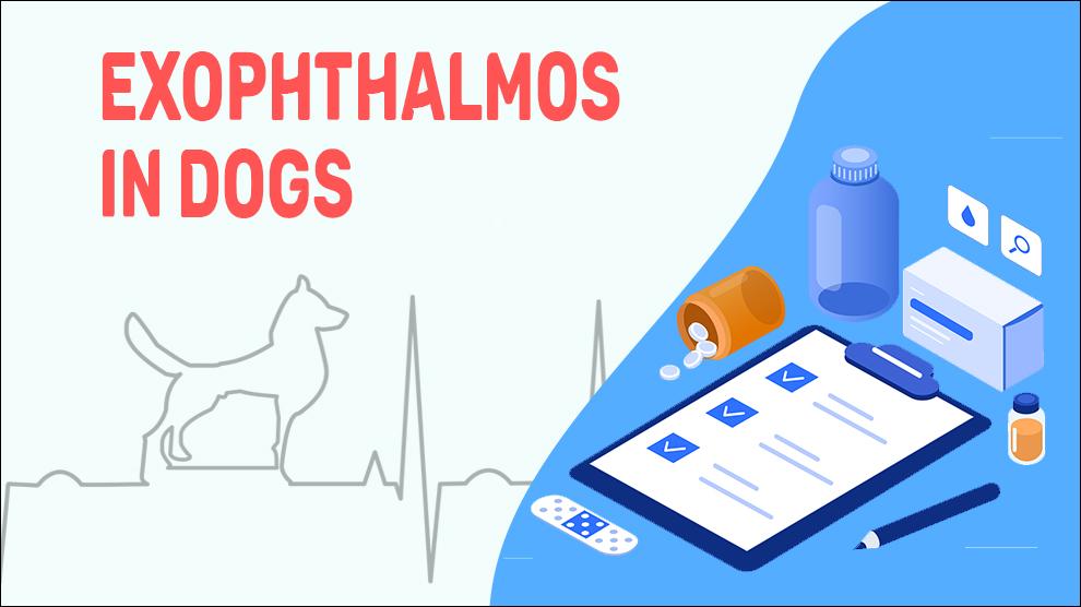 Exophthalmos In Dogs