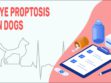 Eye Proptosis In Dogs