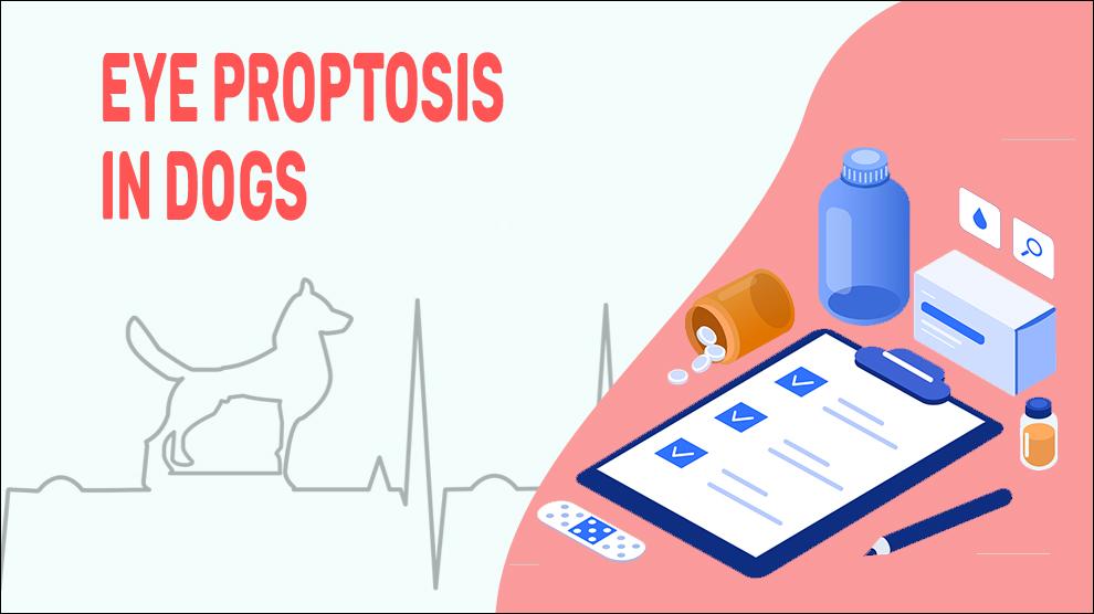 Eye Proptosis In Dogs