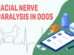 Facial Nerve Paralysis In Dogs