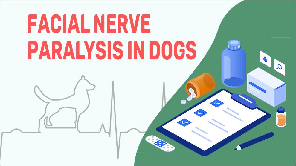 Facial Nerve Paralysis In Dogs