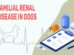 Familial Renal Disease In Dogs