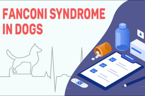 Fanconi Syndrome In Dogs
