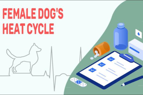 Female Dog's Heat Cycle