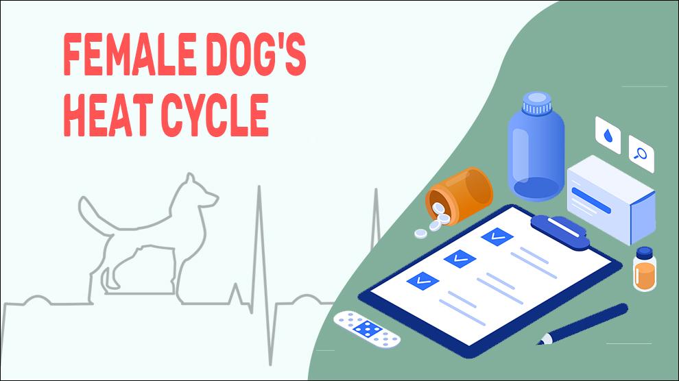 Female Dog's Heat Cycle