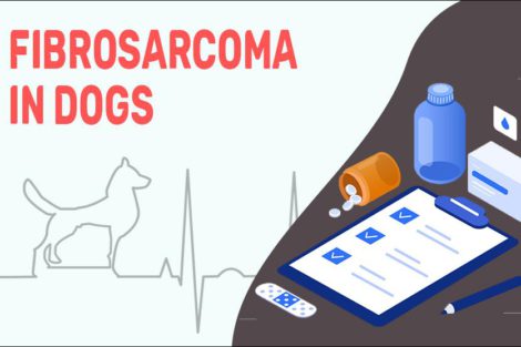 Fibrosarcoma In Dogs
