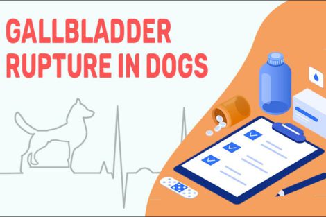 Gallbladder Rupture In Dogs