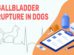 Gallbladder Rupture In Dogs