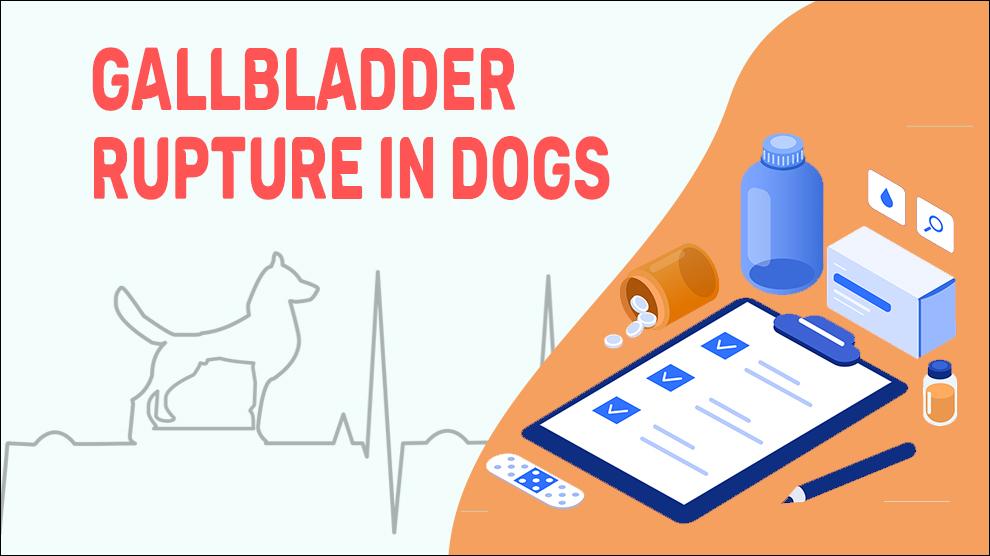 Gallbladder Rupture In Dogs