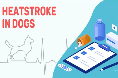 Heatstroke In Dogs