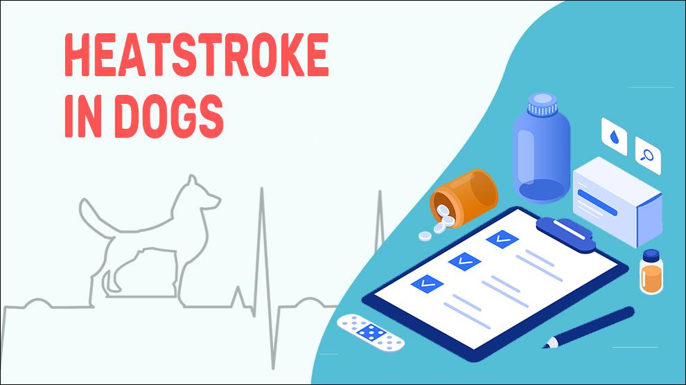 Heatstroke In Dogs
