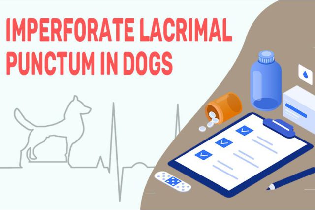 Imperforate Lacrimal Punctum In Dogs
