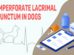 Imperforate Lacrimal Punctum In Dogs