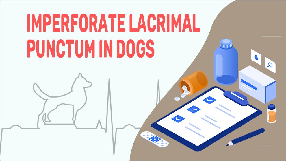 Imperforate Lacrimal Punctum In Dogs