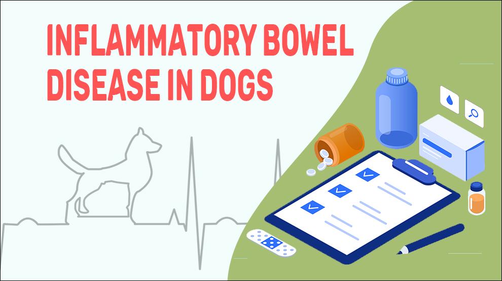 Inflammatory Bowel Disease In Dogs