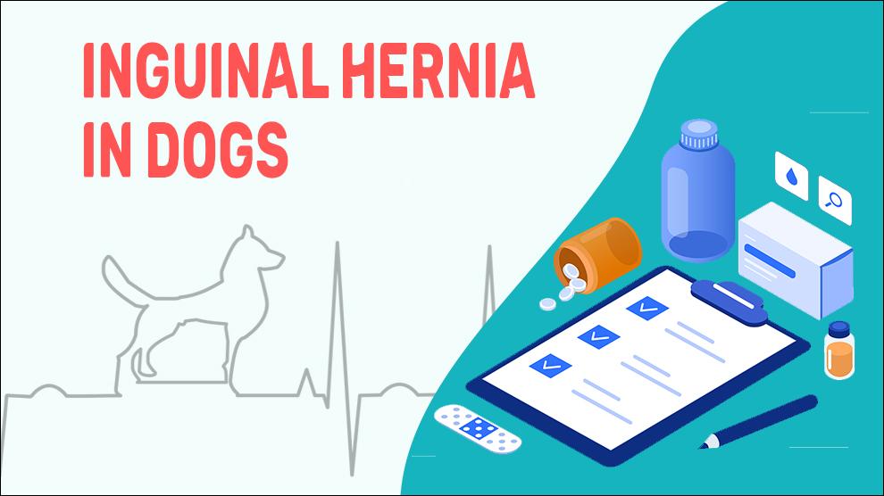 is hernia common in puppies