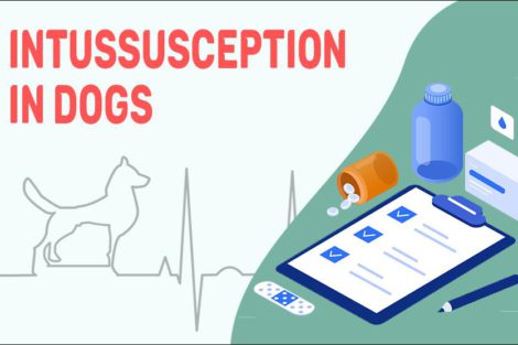 Intussusception In Dogs