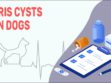 Iris Cysts In Dogs