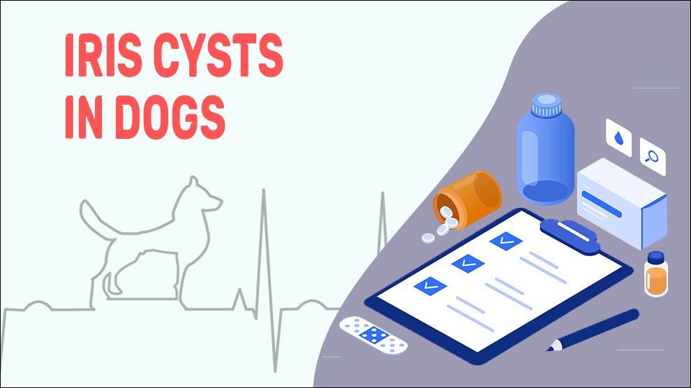 Iris Cysts In Dogs
