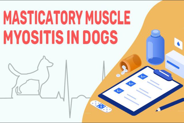 Masticatory Muscle Myositis In Dogs