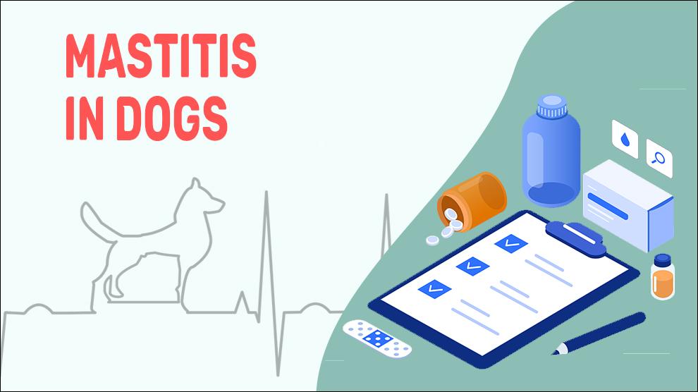 how to treat mastitis at home for dogs