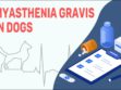 Myasthenia Gravis In Dogs