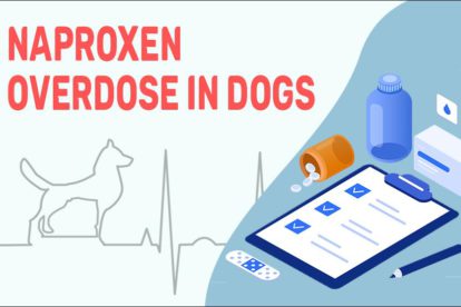 Naproxen Overdose In Dogs