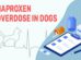 Naproxen Overdose In Dogs