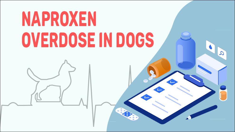 Naproxen Overdose In Dogs