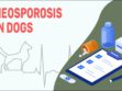 Neosporosis In Dogs