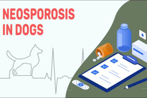 Neosporosis In Dogs