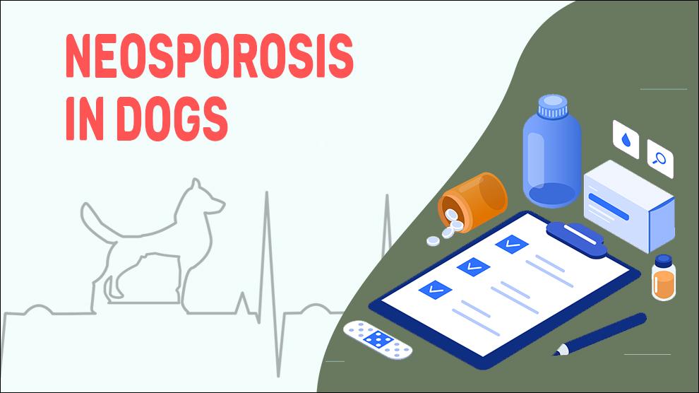 Neosporosis In Dogs