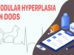 Nodular Hyperplasia In Dogs