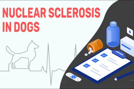 Nuclear Sclerosis In Dogs