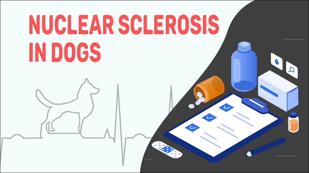 Nuclear Sclerosis In Dogs